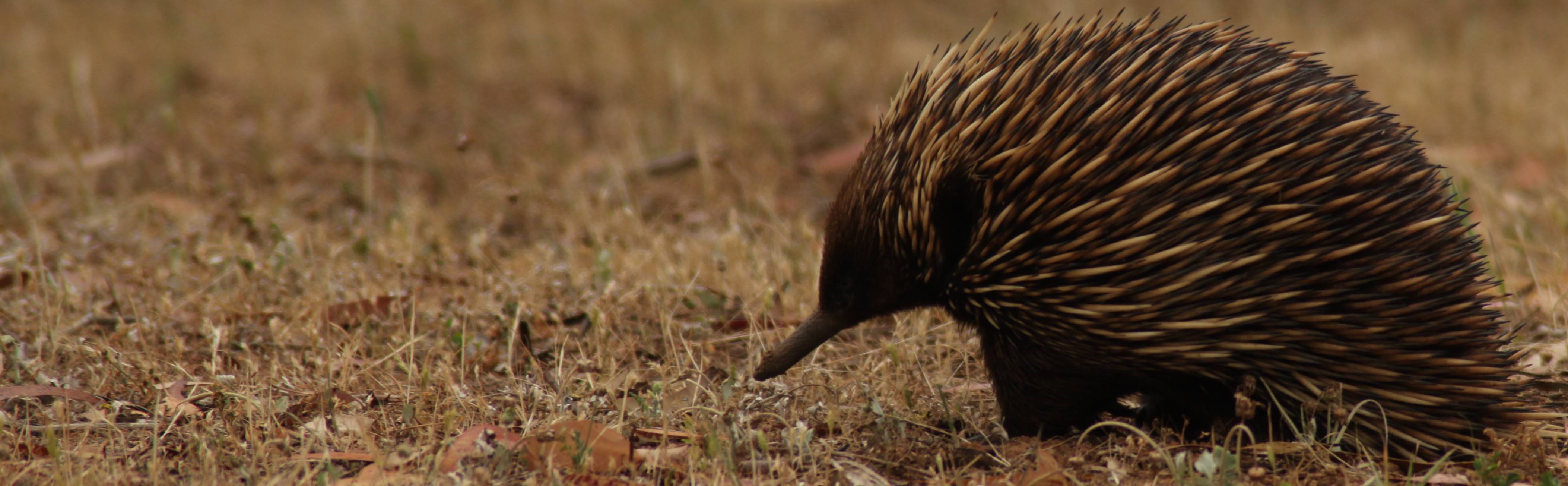 What is an Echidna?